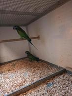 Derbyans, Dieren en Toebehoren, Vogels | Parkieten en Papegaaien, Meerdere dieren, Papegaai, Geringd