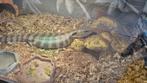 Blauwtongskink met terrarium, Dieren en Toebehoren, Hagedis, Met terrarium, 0 tot 2 jaar