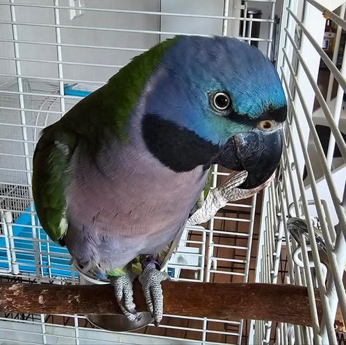 Super tamme lord derbyan parkiet, Dieren en Toebehoren, Vogels | Parkieten en Papegaaien, Parkiet, Vrouwelijk, Pratend, Tam, Geringd