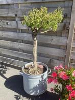 Lantana incl pot, Tuin en Terras, Ophalen of Verzenden, Overige soorten, Volle zon