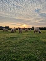 Walliser schwarzenase schapen, Dieren en Toebehoren, Schapen, Geiten en Varkens, Meerdere dieren, Schaap, 3 tot 5 jaar
