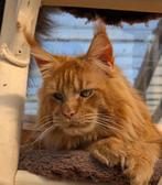 maine coon poesje met stamboom, Poes, Gechipt, 0 tot 2 jaar