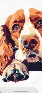 Engelse cocker Spaniël, 6 jaar oud, Dieren en Toebehoren, Honden | Retrievers, Spaniëls en Waterhonden, 6 jaar of ouder, Reu, CDV (hondenziekte)