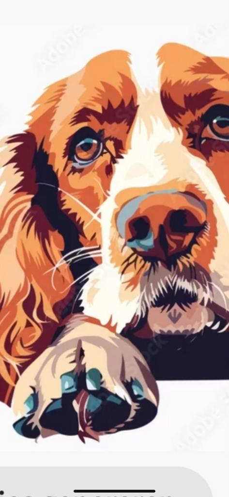 Engelse cocker Spaniël, 6 jaar oud, Dieren en Toebehoren, Honden | Retrievers, Spaniëls en Waterhonden, Reu, Spaniël, Particulier