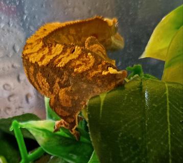 Wimpergekko man extreme harlequin tiger  beschikbaar voor biedingen