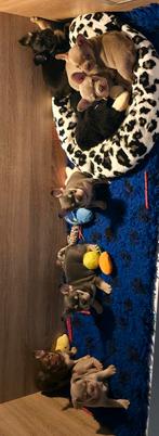 🥰 prachtige, super gave x franse Bulldog pups geboren 🥰, Dieren en Toebehoren, Honden | Bulldogs, Pinschers en Molossers, Bulldog