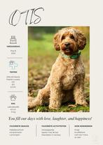 Rustige Labradoodle dekreu met stabiel karakter, Reu, Parvo, Eén hond, 3 tot 5 jaar