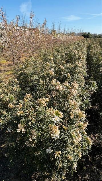 Choisya ternata white dazzler groenblijvende heester beschikbaar voor biedingen