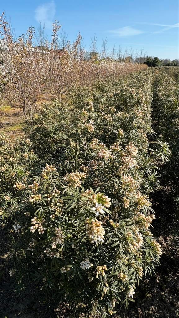 Choisya ternata white dazzler groenblijvende heester, Tuin en Terras, Planten | Tuinplanten, Overige soorten, Halfschaduw, Zomer