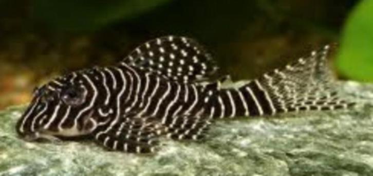 L-Nummers: L260 Hypancistrus sp., Dieren en Toebehoren, Vissen | Aquariumvissen, Zoetwatervis, Vis