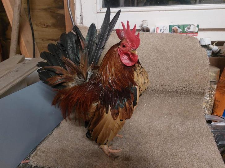 Broedeieren serama's, Dieren en Toebehoren, Pluimvee, Kip, Geslacht onbekend