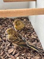 Koppel Spaanse Timbrado Zangkanaries, Dieren en Toebehoren, Vogels | Kanaries, Meerdere dieren, Zangkanarie