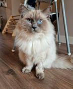 Ragdoll kater Max, Dieren en Toebehoren, Kater, Gechipt