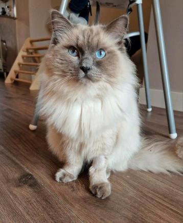 Ragdoll kater Max beschikbaar voor biedingen