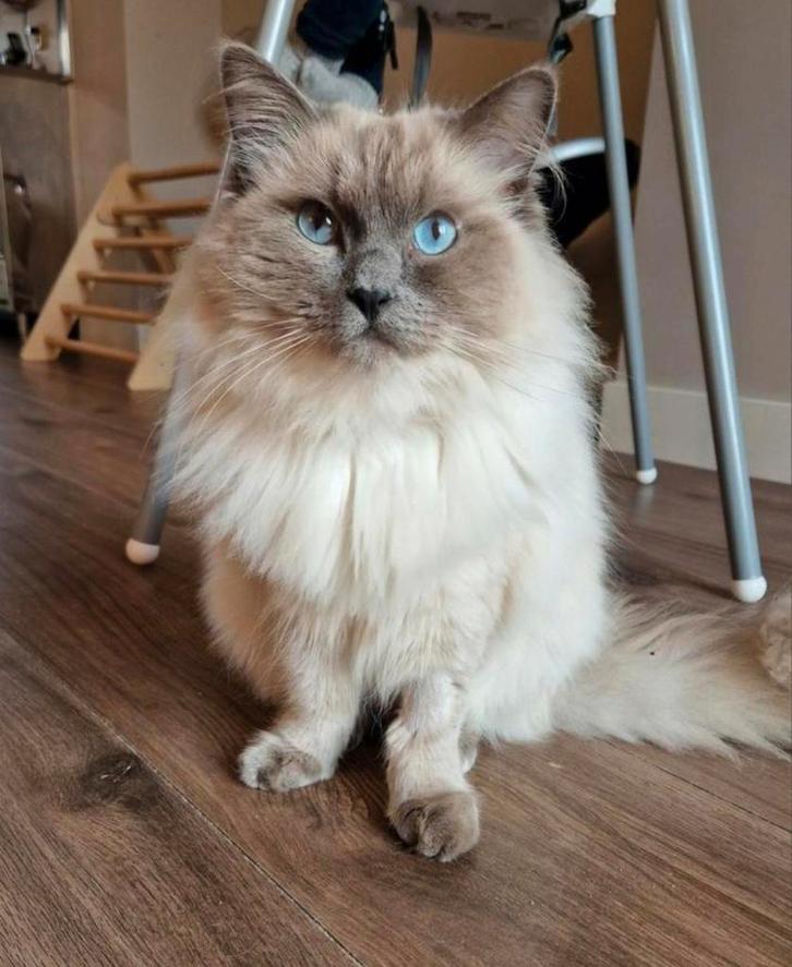 Ragdoll kater Max, Dieren en Toebehoren, Katten en Kittens | Raskatten | Langhaar, Kater, Gechipt