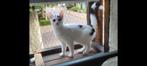 LAATSTE poesjes te koop, Dieren en Toebehoren, Katten en Kittens | Overige Katten, Poes, Kortharig, 0 tot 2 jaar