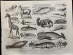 zoölogie plaat van de giraffe, lama, dolfijn, narwal 1870, Ophalen of Verzenden