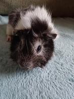 Lief cavia beertje, teddy, Dieren en Toebehoren, Mannelijk, Cavia, Na 1 juli 2024, Tam