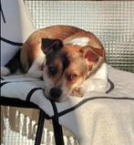 Jackie zoekt baasje, Dieren en Toebehoren, Honden | Jack Russells en Terriërs, Particulier, Buitenland, Eén hond, Jack Russell Terriër