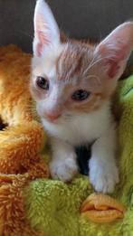 KLEIN STOER GRAPPIG MANNETJE SIMBA ZOEKT ZIJN FAMILIE, Dieren en Toebehoren, Katten en Kittens | Overige Katten, Kater, Kortharig