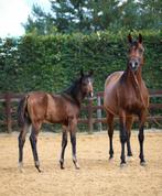 Arabisch merriveulen 2025 te koop, Dieren en Toebehoren, Minder dan 160 cm, Dressuurpaard, 0 tot 2 jaar, Onbeleerd