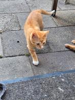 Rode kittens te koop, Dieren en Toebehoren, Katten en Kittens | Overige Katten