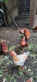 Legkippen, Vrouwelijk, Kip