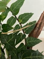 Indische wandelende takken, Dieren en Toebehoren, Insecten en Spinnen, Wandelende tak