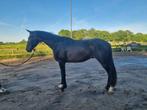 Lieve brave 3,5 jarige ruin, Dieren en Toebehoren, Paarden, Ruin, Dressuurpaard, Zadelmak, Ontwormd