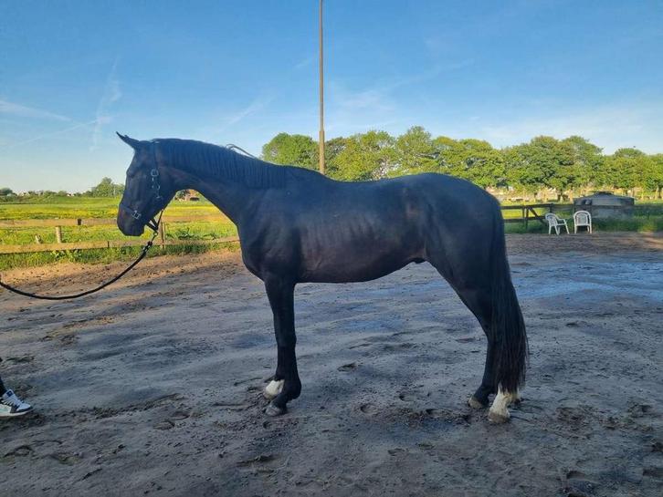 Lieve brave 3,5 jarige ruin, Dieren en Toebehoren, Paarden, Ruin, Zadelmak, 170 tot 175 cm, 3 tot 6 jaar, Dressuurpaard, Met stamboom