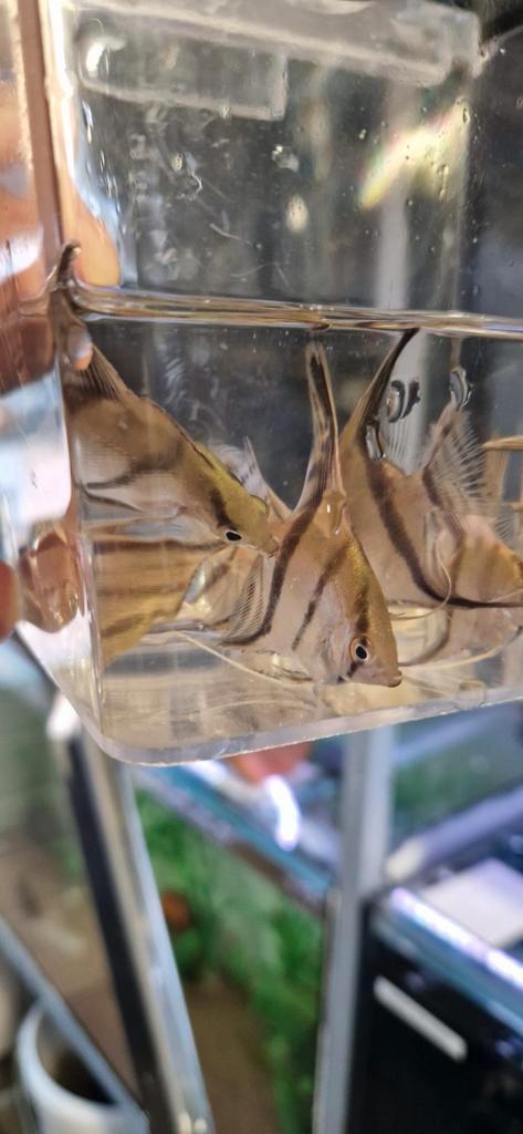 Jonge Silver scalare, Dieren en Toebehoren, Vissen | Aquariumvissen