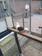 Duitse meeuwtjes, Meerdere dieren, Overige soorten