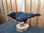 Nieuw opgezette kraai, Ophalen of Verzenden, Zo goed als nieuw, Vogel, Opgezet dier