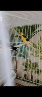te koop major putter pop van 2023, Dieren en Toebehoren, Vogels | Overige Vogels