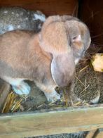 Franse hangoor mei 2025, Dieren en Toebehoren, Konijnen, Vrouwelijk, Groot, Hangoor