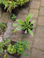 Hosta, Ophalen, Zomer, Overige soorten, Halfschaduw