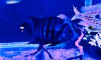F1 Convict cichlid / zebra cichlide kweekman!!, Dieren en Toebehoren, Vissen | Aquariumvissen, Vis
