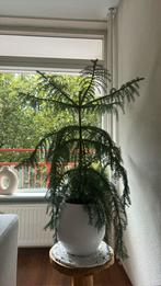 bonsai boom, Huis en Inrichting, Ophalen of Verzenden, In pot, Minder dan 100 cm, Bonsai