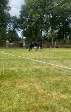 Friese merrie 4 jaar met stamboek, Dieren en Toebehoren, Paarden, Merrie, Met stamboom, Dressuurpaard, 3 tot 6 jaar