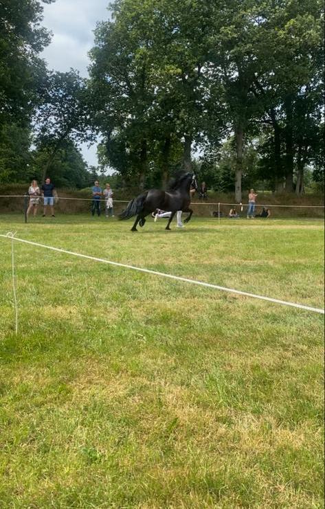 Friese merrie 4 jaar met stamboek, Dieren en Toebehoren, Paarden, Merrie, Onbeleerd, 165 tot 170 cm, 3 tot 6 jaar, Dressuurpaard