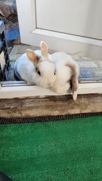 Konijnen. Vrouwtjes., Dieren en Toebehoren, Konijnen, Vrouwelijk