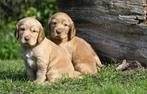 Speelse Engelse Cocker Spaniel pups (reutjes), CDV (hondenziekte), 8 tot 15 weken, Meerdere, Meerdere dieren