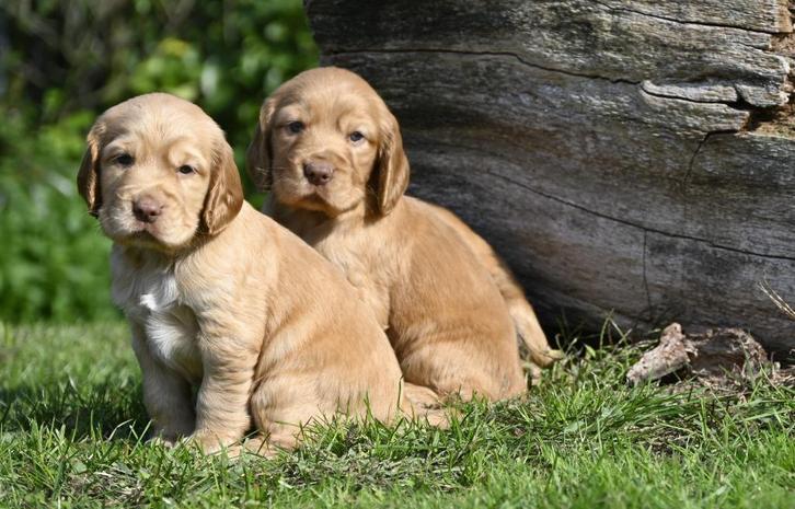 Speelse Engelse Cocker Spaniel pups (reutjes), Dieren en Toebehoren, Honden | Retrievers, Spaniëls en Waterhonden, Meerdere dieren