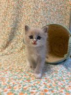 Ragdoll kittens met stamboom, Dieren en Toebehoren, Katten en Kittens | Raskatten | Langhaar, Meerdere dieren, Gechipt