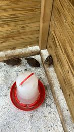 3 Chinese kwartels 1-2, Dieren en Toebehoren, Vogels | Overige Vogels, Vrouwelijk, Tropenvogel