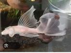 GEZOCHT....Ancistrus L144 snowwhite longfin man, Dieren en Toebehoren, Vis, Zoetwatervis