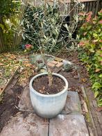 Grote olijfboom met pot, Tuin en Terras, Planten | Bomen, Bloeit niet, 100 tot 250 cm, Olijfboom, Ophalen