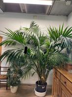 Kentia Howea palm XXXL - 250cm hoog!, Huis en Inrichting, Kamerplanten, Overige soorten, Ophalen of Verzenden, Halfschaduw, In pot