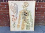 Anatomie schoolplaat Menselijk Lichaam., Antiek en Kunst, Antiek | Schoolplaten, Ophalen, Natuur en Biologie