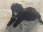Labrador Kooiker Pups, CDV (hondenziekte), Particulier, Meerdere, 8 tot 15 weken